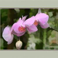 Orchid With Digital Mat