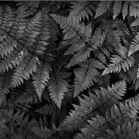 Ferns