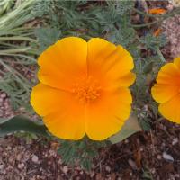 Poppy