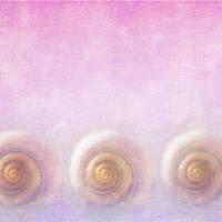 Seashells