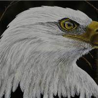 Bald Eagle Portrait