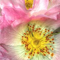 Fine Art Photograph Of Some Pink Wild Rose Flowers