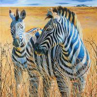 Zebras In The Grass