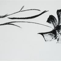 Lily By Natella Mammadova