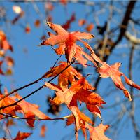Summer Leaf