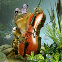 Frog Playing Cello In Lily Pond
