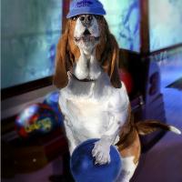 Hound Dog Bowling
