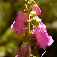 Nature S Bells