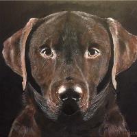 Chocolate Lab