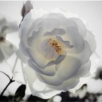 Rosa Blanca 4 Final Cut