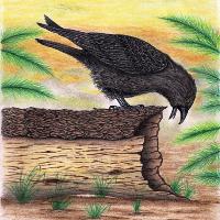 The Curious Crow In Full Color Mixed Media Drawing