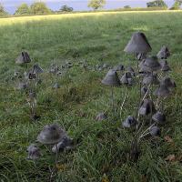 Metal Mushrooms-shroom With A View-Stanger Moore Sculpture