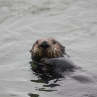 Otter