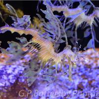 Seahorse
