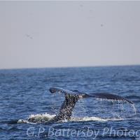 Whale Tail