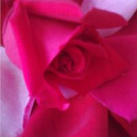 Pink Rose
