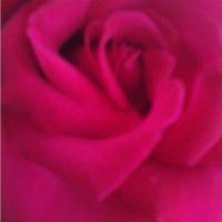 Fushia Rose