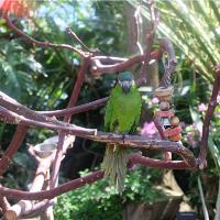 Waving Birdie