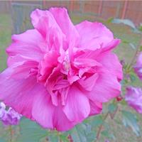 Blooming Fuschia Rose