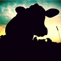 Cow In Evening