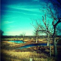 Ponds In Winter Field