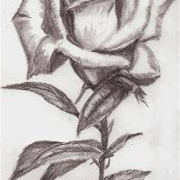 Rose Drawing
