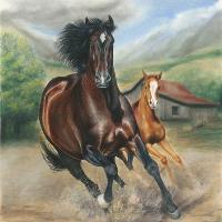 Horses & Other Animals