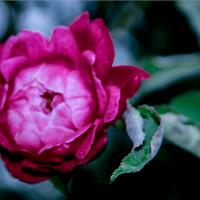 Confederate Rose
