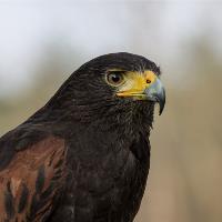 Wildlife