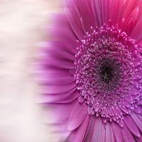 Botanical
