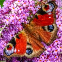 Fine Art Photography