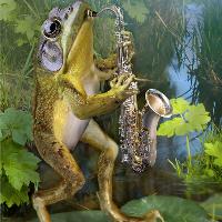 Amphibians frogs playing instruments