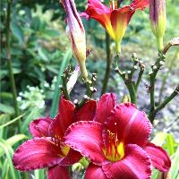 Flowers and Gardens