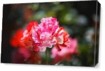 Variegated Roses On Show - Gallery Wrap Plus