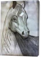 Sketch- Horse - Gallery Wrap