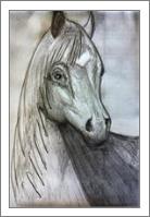 Sketch- Horse - No-Wrap