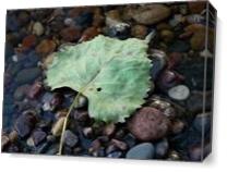 Leaf In Water As Canvas