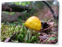 Tiny Yellow Mushroom With Moss As Canvas