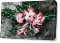 Desert Rose Flower Painting - Gallery Wrap Plus