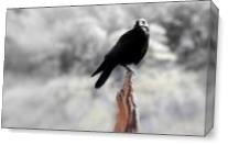 Crow In The Cold As Canvas