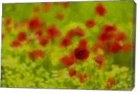 Poppyflower III - Gallery Wrap