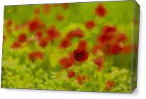 Poppyflower III - Gallery Wrap Plus