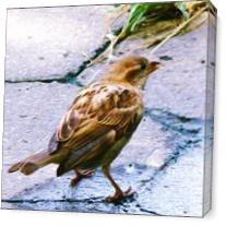 Lark Sparrow As Canvas