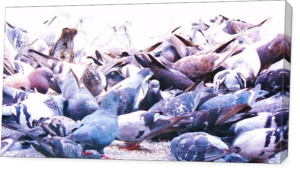 The Rock Doves The Rock Doves
