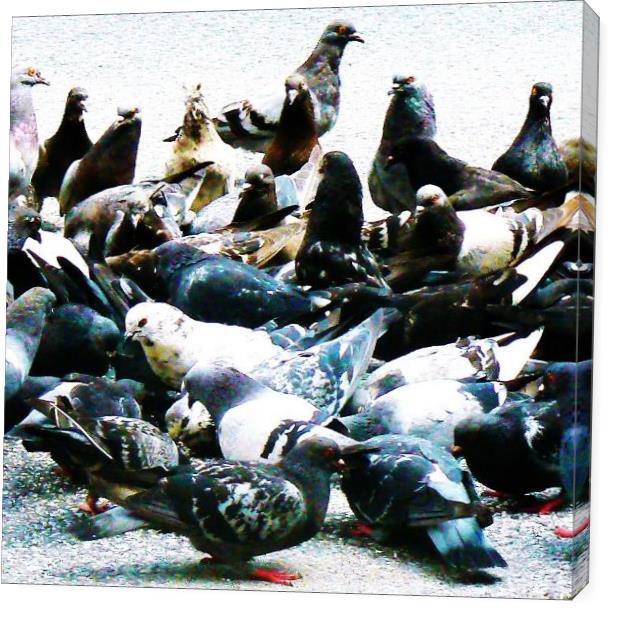 The Rock Doves The Rock Doves