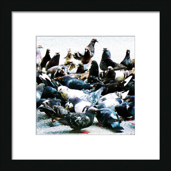 The Rock Doves The Rock Doves