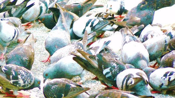 The Rock Dove The Rock Dove