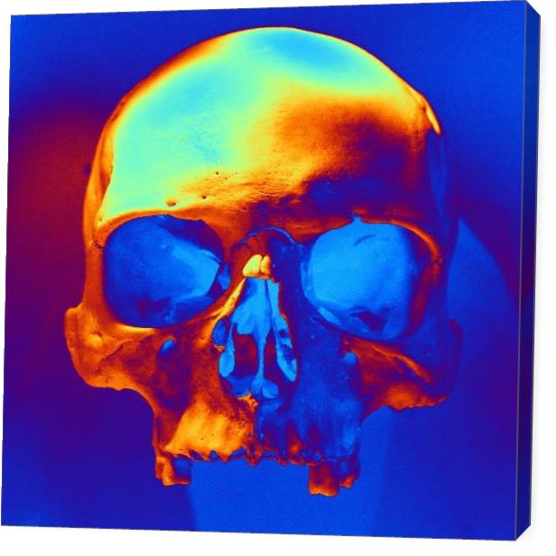 Skull In Blue And Gold