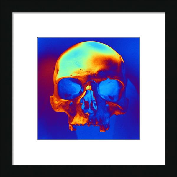Skull In Blue And Gold