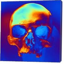 Skull In Blue And Gold - Gallery Wrap